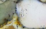 Polished Newman Opal Slab - Western Australia #65493-1